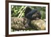 Chimpanzee Lying on Branch-null-Framed Photographic Print