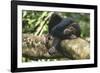 Chimpanzee Lying on Branch-null-Framed Photographic Print