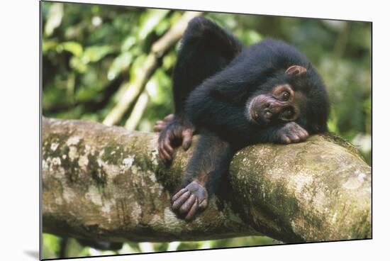 Chimpanzee Lying on Branch-null-Mounted Photographic Print