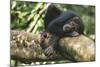Chimpanzee Lying on Branch-null-Mounted Photographic Print
