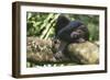 Chimpanzee Lying on Branch-null-Framed Photographic Print