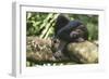 Chimpanzee Lying on Branch-null-Framed Photographic Print