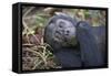 Chimpanzee Male Tropical Forest-null-Framed Stretched Canvas