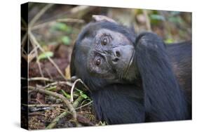 Chimpanzee Male Tropical Forest-null-Stretched Canvas