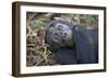 Chimpanzee Male Tropical Forest-null-Framed Photographic Print