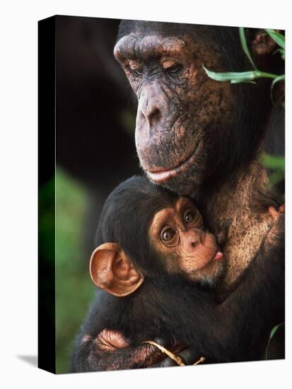 Chimpanzee Mother Nurturing Baby-null-Stretched Canvas