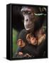 Chimpanzee Mother Nurturing Baby-null-Framed Stretched Canvas