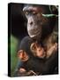 Chimpanzee Mother Nurturing Baby-null-Stretched Canvas