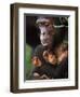 Chimpanzee Mother Nurturing Baby-null-Framed Premium Photographic Print