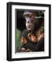 Chimpanzee Mother Nurturing Baby-null-Framed Premium Photographic Print