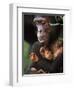 Chimpanzee Mother Nurturing Baby-null-Framed Premium Photographic Print