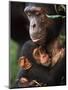 Chimpanzee Mother Nurturing Baby-null-Mounted Premium Photographic Print