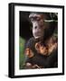 Chimpanzee Mother Nurturing Baby-null-Framed Photographic Print