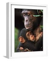 Chimpanzee Mother Nurturing Baby-null-Framed Photographic Print