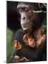 Chimpanzee Mother Nurturing Baby-null-Mounted Photographic Print