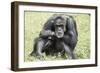 Chimpanzee (Old) Hz 17-Robert Michaud-Framed Giclee Print