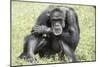 Chimpanzee (Old) Hz 17-Robert Michaud-Mounted Giclee Print