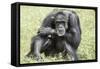 Chimpanzee (Old) Hz 17-Robert Michaud-Framed Stretched Canvas