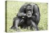 Chimpanzee (Old) Hz 17-Robert Michaud-Stretched Canvas