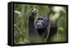 Chimpanzee (Pan troglodytes), Kibale National Park, Uganda, Africa-Ashley Morgan-Framed Stretched Canvas