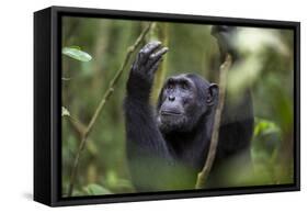 Chimpanzee (Pan troglodytes), Kibale National Park, Uganda, Africa-Ashley Morgan-Framed Stretched Canvas