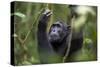 Chimpanzee (Pan troglodytes), Kibale National Park, Uganda, Africa-Ashley Morgan-Stretched Canvas