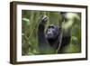 Chimpanzee (Pan troglodytes), Kibale National Park, Uganda, Africa-Ashley Morgan-Framed Photographic Print