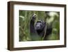 Chimpanzee (Pan troglodytes), Kibale National Park, Uganda, Africa-Ashley Morgan-Framed Photographic Print