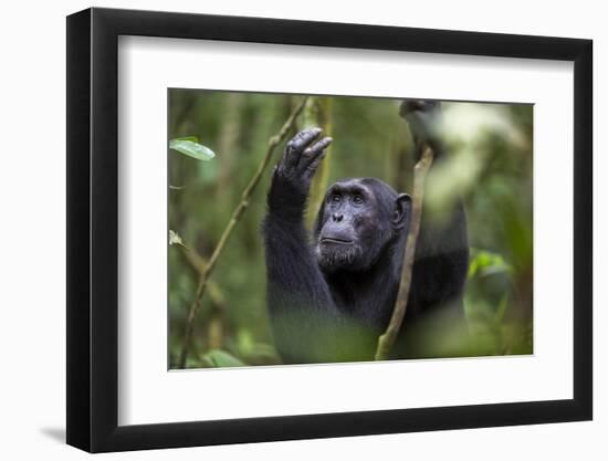 Chimpanzee (Pan troglodytes), Kibale National Park, Uganda, Africa-Ashley Morgan-Framed Photographic Print