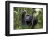 Chimpanzee (Pan troglodytes), Kibale National Park, Uganda, Africa-Ashley Morgan-Framed Photographic Print