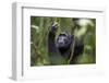 Chimpanzee (Pan troglodytes), Kibale National Park, Uganda, Africa-Ashley Morgan-Framed Photographic Print