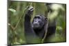 Chimpanzee (Pan troglodytes), Kibale National Park, Uganda, Africa-Ashley Morgan-Mounted Photographic Print