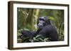 Chimpanzee (Pan troglodytes), Kibale National Park, Uganda, Africa-Ashley Morgan-Framed Photographic Print