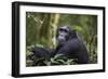 Chimpanzee (Pan troglodytes), Kibale National Park, Uganda, Africa-Ashley Morgan-Framed Photographic Print