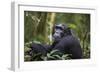 Chimpanzee (Pan troglodytes), Kibale National Park, Uganda, Africa-Ashley Morgan-Framed Photographic Print