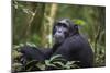 Chimpanzee (Pan troglodytes), Kibale National Park, Uganda, Africa-Ashley Morgan-Mounted Photographic Print