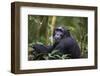 Chimpanzee (Pan troglodytes), Kibale National Park, Uganda, Africa-Ashley Morgan-Framed Photographic Print