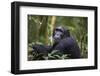 Chimpanzee (Pan troglodytes), Kibale National Park, Uganda, Africa-Ashley Morgan-Framed Photographic Print