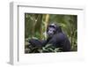 Chimpanzee (Pan troglodytes), Kibale National Park, Uganda, Africa-Ashley Morgan-Framed Photographic Print