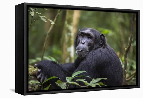 Chimpanzee (Pan troglodytes), Kibale National Park, Uganda, Africa-Ashley Morgan-Framed Stretched Canvas