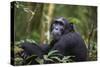 Chimpanzee (Pan troglodytes), Kibale National Park, Uganda, Africa-Ashley Morgan-Stretched Canvas