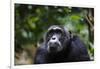 Chimpanzee (Pan troglodytes), Kibale National Park, Uganda, Africa-Ashley Morgan-Framed Photographic Print