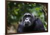 Chimpanzee (Pan troglodytes), Kibale National Park, Uganda, Africa-Ashley Morgan-Framed Photographic Print