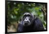 Chimpanzee (Pan troglodytes), Kibale National Park, Uganda, Africa-Ashley Morgan-Framed Photographic Print