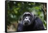 Chimpanzee (Pan troglodytes), Kibale National Park, Uganda, Africa-Ashley Morgan-Framed Stretched Canvas
