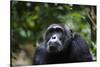 Chimpanzee (Pan troglodytes), Kibale National Park, Uganda, Africa-Ashley Morgan-Stretched Canvas