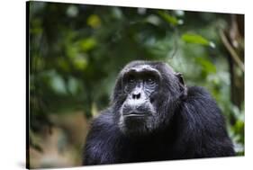 Chimpanzee (Pan troglodytes), Kibale National Park, Uganda, Africa-Ashley Morgan-Stretched Canvas