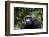 Chimpanzee (Pan troglodytes), Kibale National Park, Uganda, Africa-Ashley Morgan-Framed Photographic Print