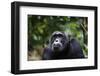 Chimpanzee (Pan troglodytes), Kibale National Park, Uganda, Africa-Ashley Morgan-Framed Photographic Print