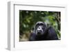 Chimpanzee (Pan troglodytes), Kibale National Park, Uganda, Africa-Ashley Morgan-Framed Photographic Print